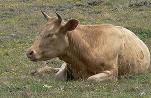 Making grazing work